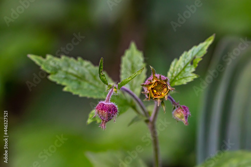 Geum rivale flower in forest 