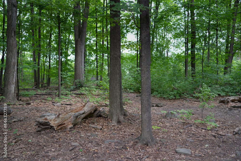 Fototapeta premium Green forest on a summers day