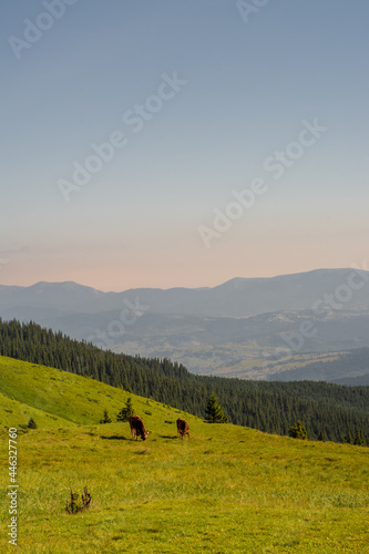 cows on the meadow in the mountains at sunrise
