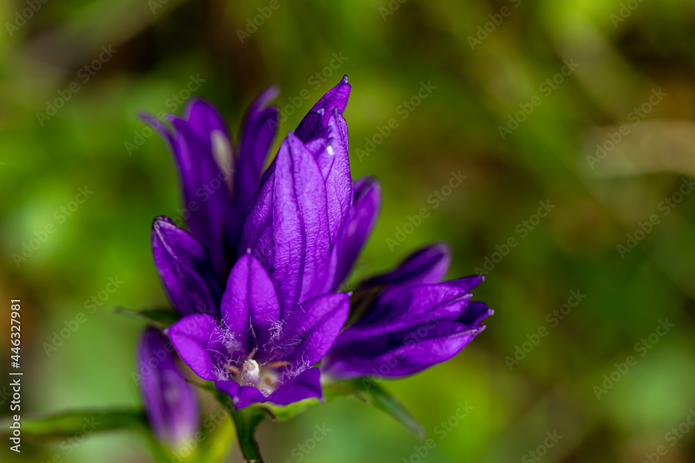 Campanula glomerata flower growing in the field, close up shoot	