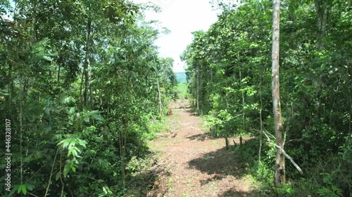 Path in the forest  - Drone