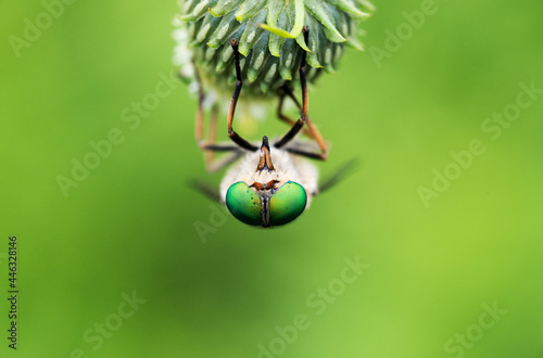 un insetto con un paio di bellissimi occhi appoggiato su un fiore alle prime luci del mattino, macro di occhi verdi sgargianti di tafano photo