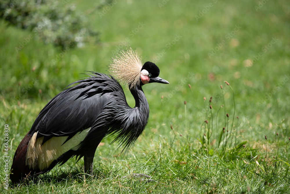 Fototapeta premium Selective focus shot of an exotic crowned crane on the grass-covered field