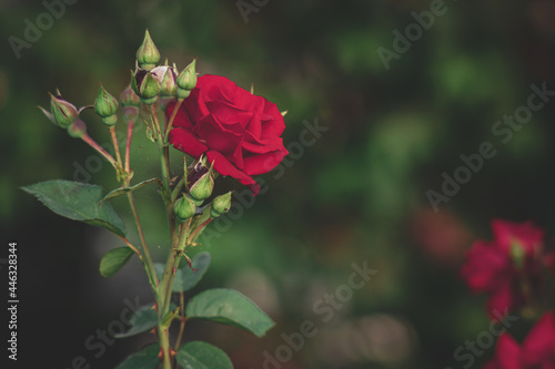 rose flower. Red rose flower background. Red roses on a bush in the garden  close-up. Red rose flower with water drops. Red Rose Black Magic. beautiful flower gift to your girlfriend