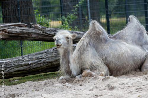 Funny and exotic camel with white fur lying on the sand in a fenced area