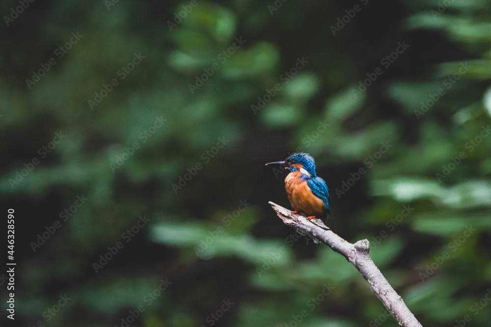 Fototapeta premium Eisvogel in Ufernähe