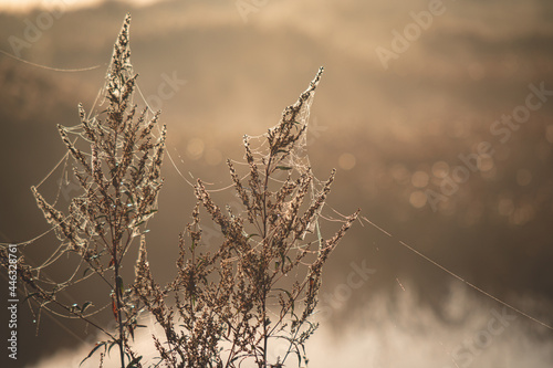 dew and spider web threads on the grass in misty autumn morning sunrise. Golden light. Blurred river and brown grass in background. small amount of soft bokeh rings. Moody light.