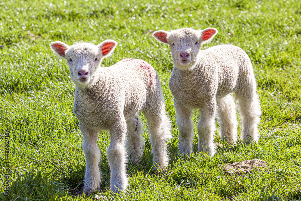 Twin Cotswold lambs in the Cotswold village of Middle Duntisbourne, Gloucestershire UK Twin Cotswold lambs in the Cotswold village of Middle Duntisbourne, Gloucestershire UK
