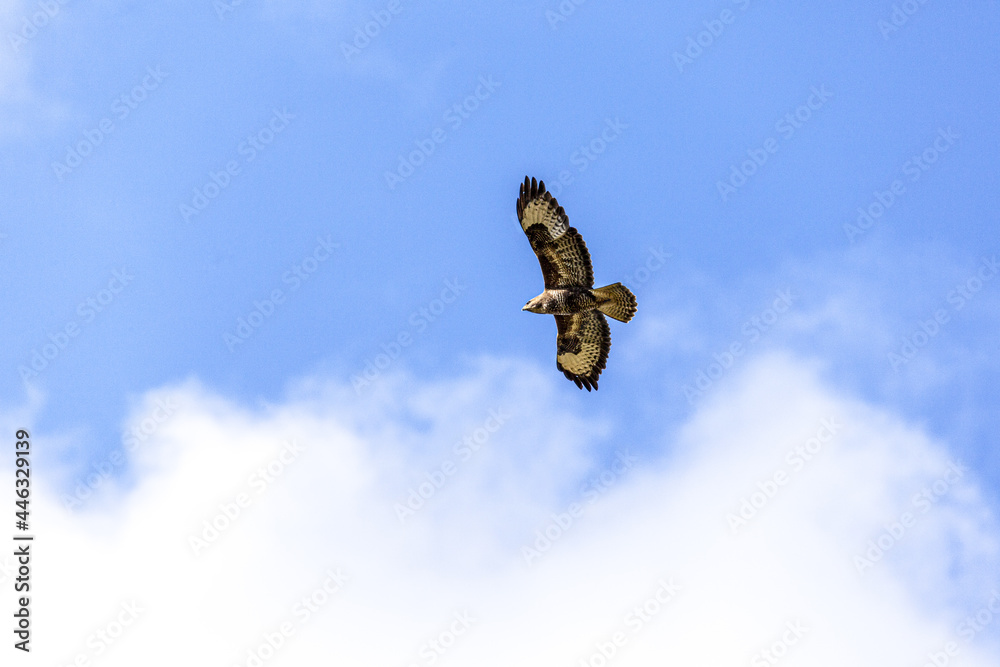 A common buzzard (Buteo buteo) soaring in a blue sky above the Cotswold Hills, Gloucestershire UK