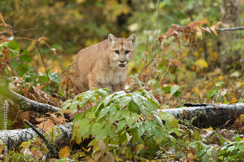 Cougar (Puma concolor) Looks Out From Atop Logs Autumn