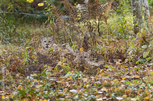 Cougars (Puma concolor) Lie Together Hidden in Grass and Bushes Autumn