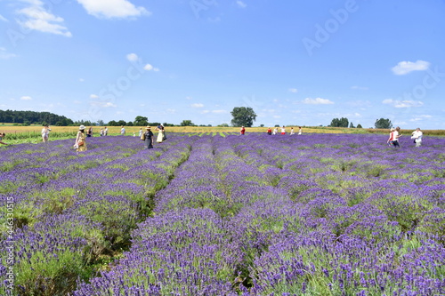 Tuczyno, Lawendowa Kraina, Zlotniki Kujawskie  photo