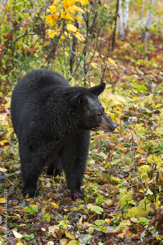 Black Bear (Ursus americanus) Sniffs at Twigs Autumn