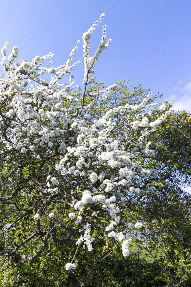 Blackthorn blossom (Prunus spinosa or sloe tree) in early spring in the Severn Vale at Purton, Gloucestershire UK Blackthorn blossom (Prunus spinosa or sloe tree) in early spring in the Severn Vale at Purton, Gloucestershire UK