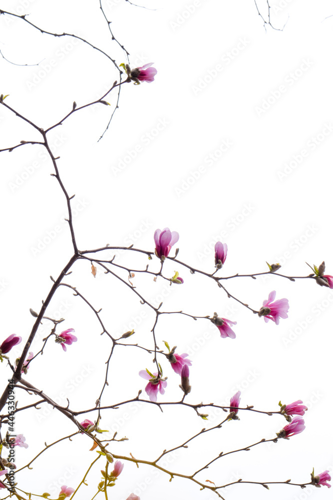 Budding magnolia in spring