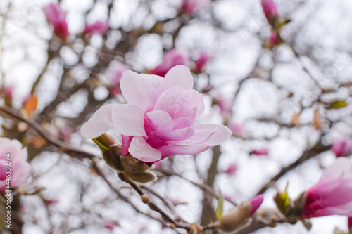 Blooming pink magnolia in spring