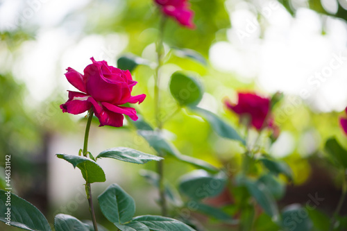 Wallpaper Mural Red rose flower background. Red roses on a bush in the garden, close-up. Red rose flower with water drops after rain or morning dew. Red Rose Black Magic Torontodigital.ca