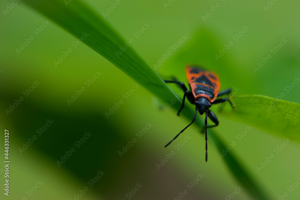 Naklejka premium Spilostethus pandurus. Bug soldier on a green background close-up. macro nature. the insect sits on a branch. bright red beetle. red and black color. the first beetle in early spring