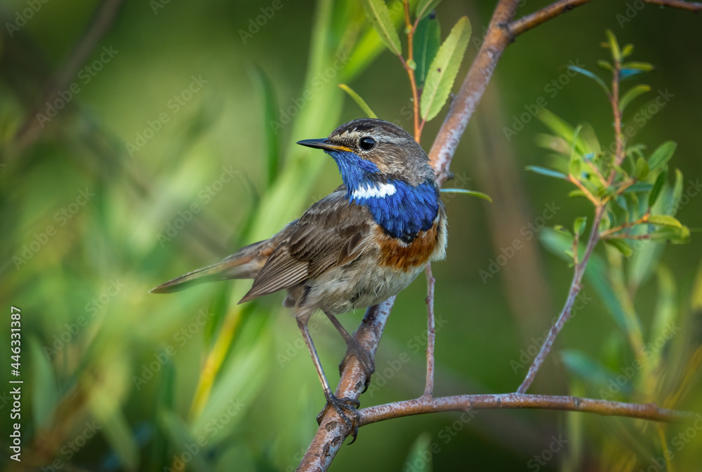 A male Bluethroat bird sits on a branch of a shrub A male Bluethroat bird sits on a branch of a shrub