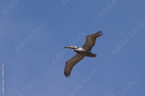Flying Pelicans