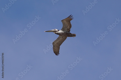 Flying Pelicans