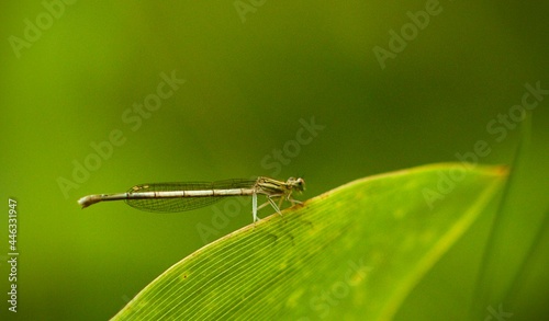dragonfly on a leaf