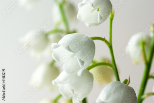 Blooming lily of the valley macro photography
