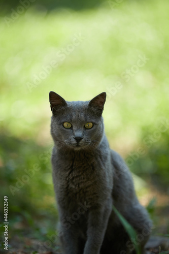 Close up photo of cat face and eyes