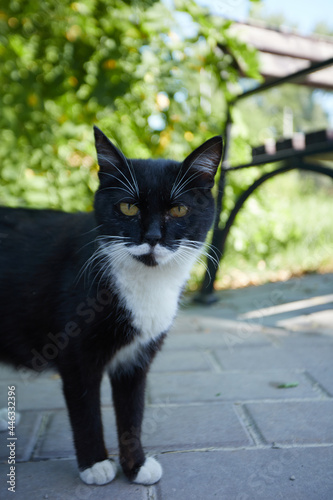 Close up photo of cat face and eyes
