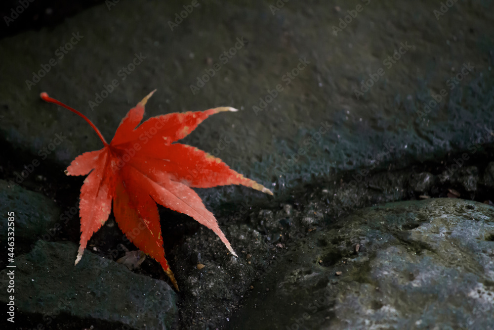A leaf of red colored Japanese maple that fell on the stone pavement A leaf of red colored Japanese maple that fell on the stone pavement