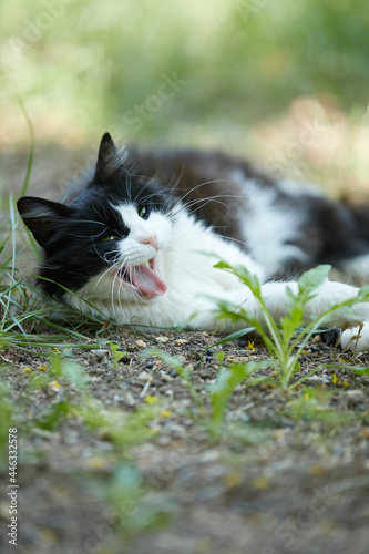 Gray and white long hair cat yawning open mouth