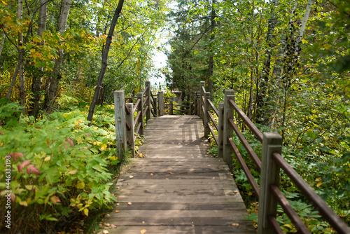 Landscape of Quiet, Serene Narrow Boardwalk Path Through Green Forest Foliage in Nature