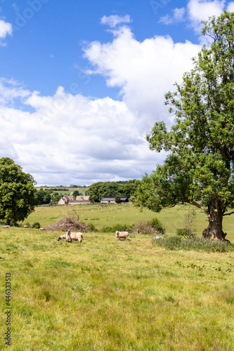 A view across a field of sheep towards the Cotswold hamlet of Taddington, Gloucestershire UK © Stephen