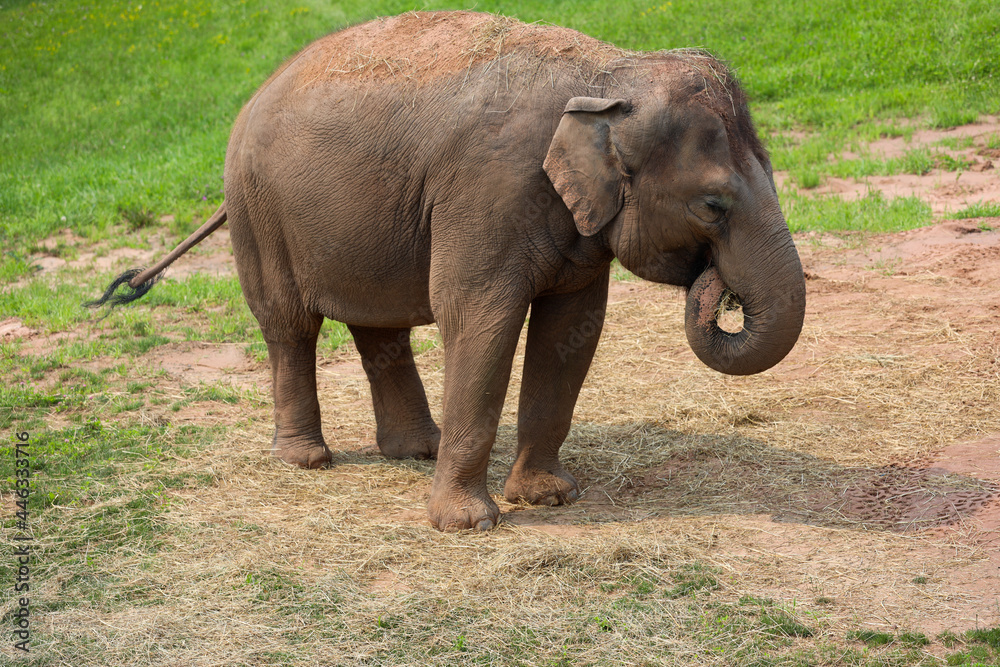 Fototapeta premium Young elephant eating