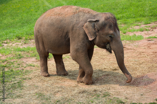 Young elephant eating