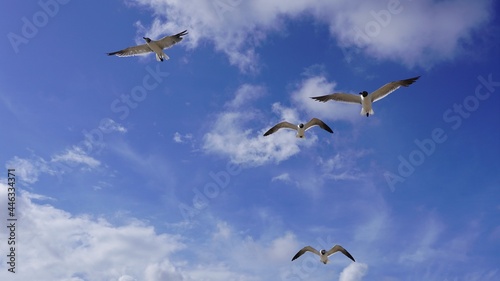 This is a picture of seagulls, flying around the beach, during a summer sunset