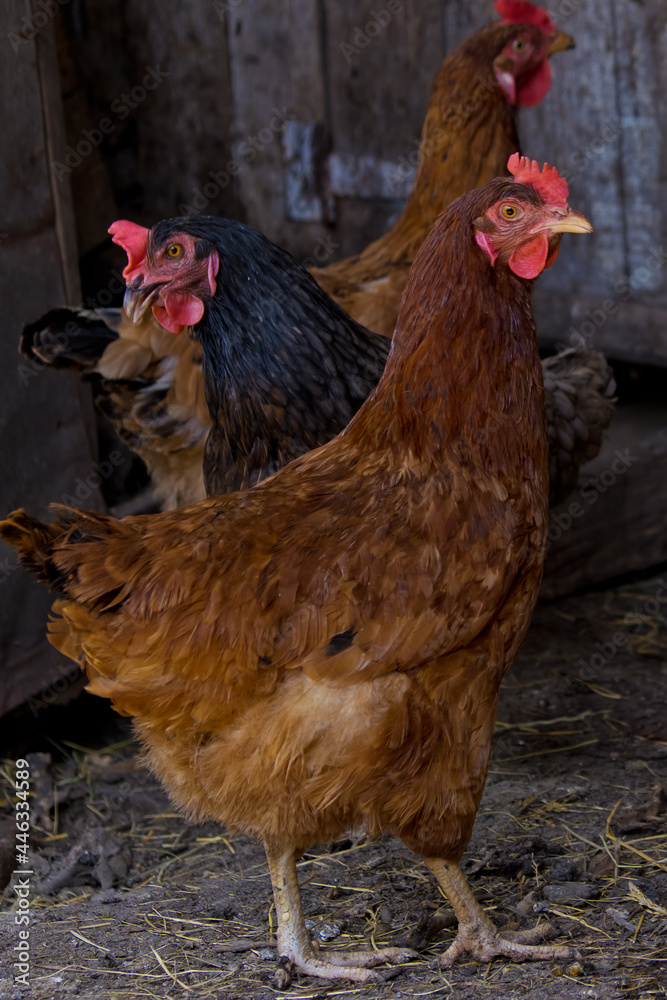 Profile portrait of a chicken in a chicken coop.