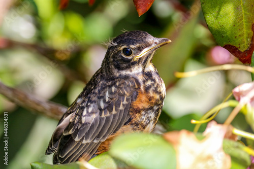 An American robin fledgling perching in a rhododendron bush.