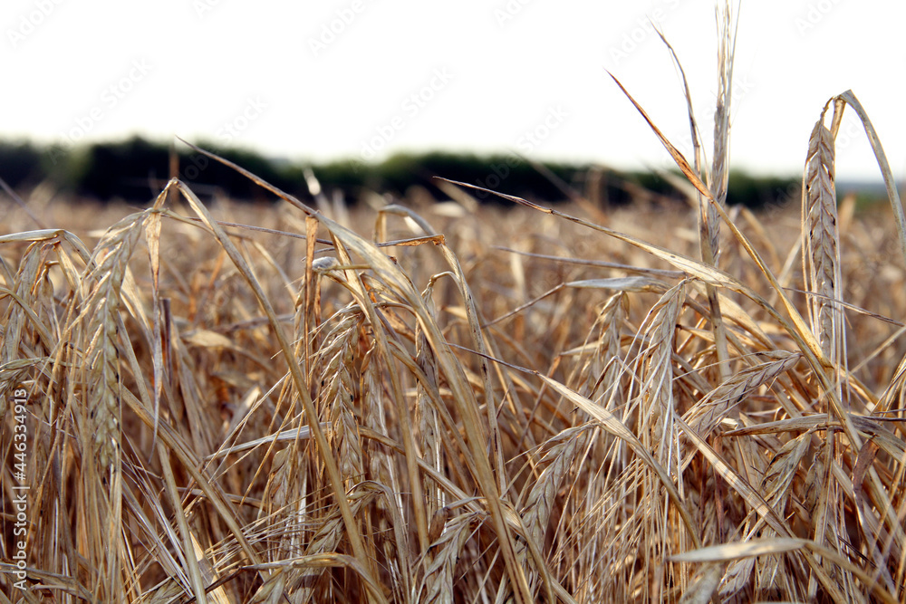 Fototapeta premium Close-up of wheat spikelets in the setting sun