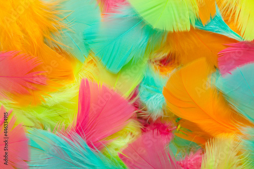 Colorful Feather Background.
