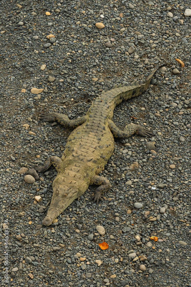 Naklejka premium Increíble lagarto en un banco de arena a la orilla del río, tomando el sol en Tarcoles Costa Rica