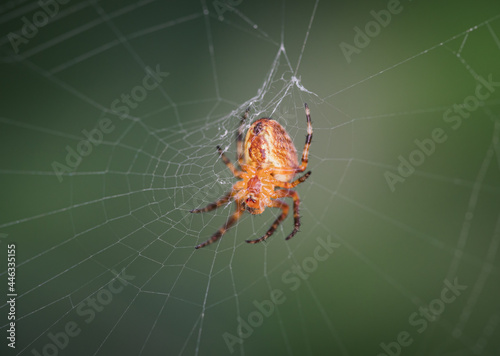 Streifenkreuzspinne (Mangora acalypha) in einem Netz