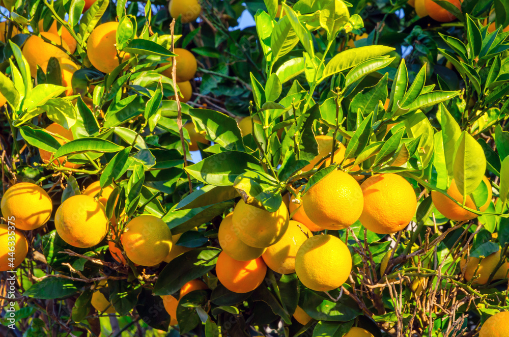 Orange garden. Oranges on a tree. Summer background.