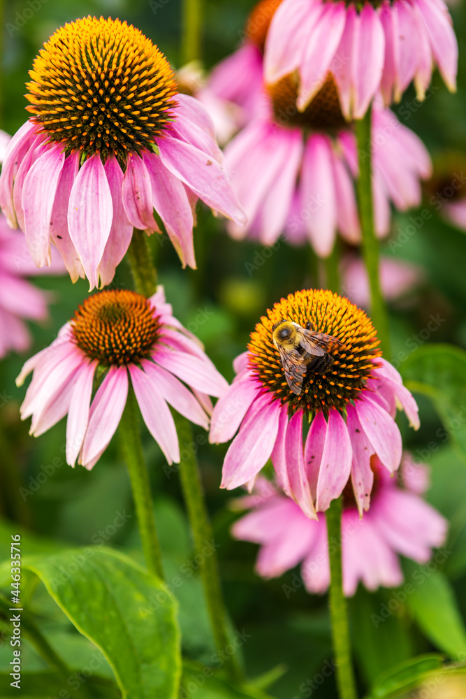 Purple coneflower, or echinacea, is a popular sun perennial seen with honey bees. (verticle) Purple coneflower, or echinacea, is a popular sun perennial seen with honey bees. (verticle)