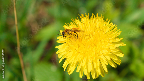 Obraz na płótnie A small bee sitting on a big dandelion flower w salonie