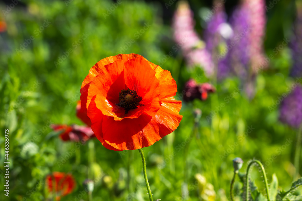 Obraz premium 鮮やかに