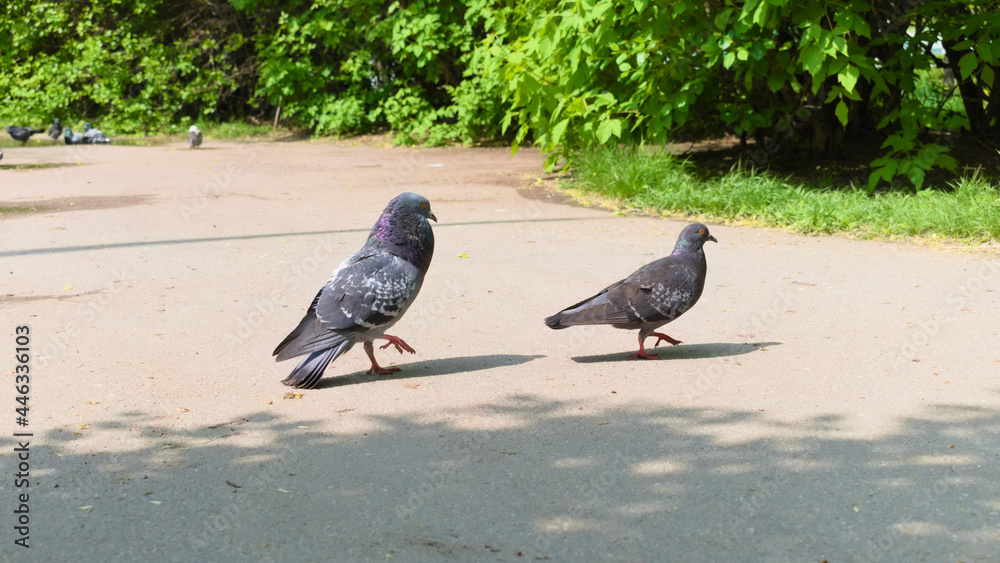 Common pigeons (Columba livia) in courtship in spring sunny day