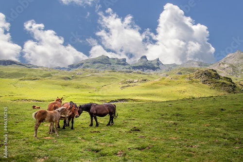group of wild horses grazing in a high mountain landscape on a sunny summer day in Formigal, Huesca Pyrenees, Spain