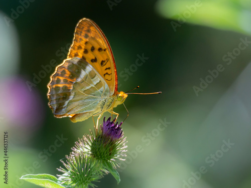 Mariposa llamada Argentada comuna, Argynnis paphia posada sobre una flor púrpura y verde, sobre fondo oscuro desenfocado, en Figaró, Cataluña, verano de 2021.