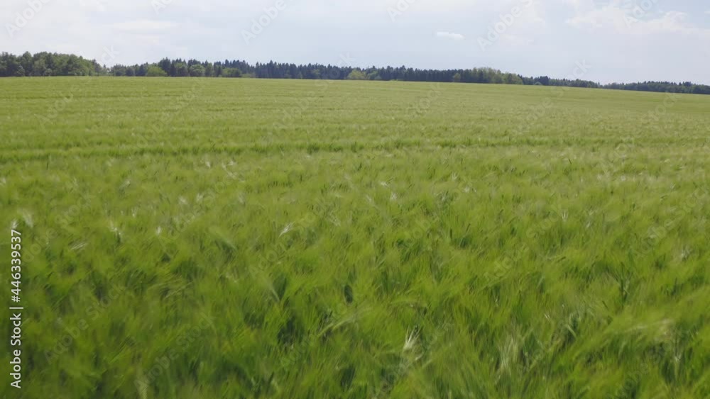 Aerial shot of wide green fields of barley and forest nearby plowed and crop fields Aerial shot of wide green fields of barley and forest nearby plowed and crop fields